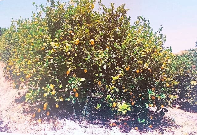 Landgrundstück zu verkaufen in Alora - 302.000 € (Ref: 9450466)