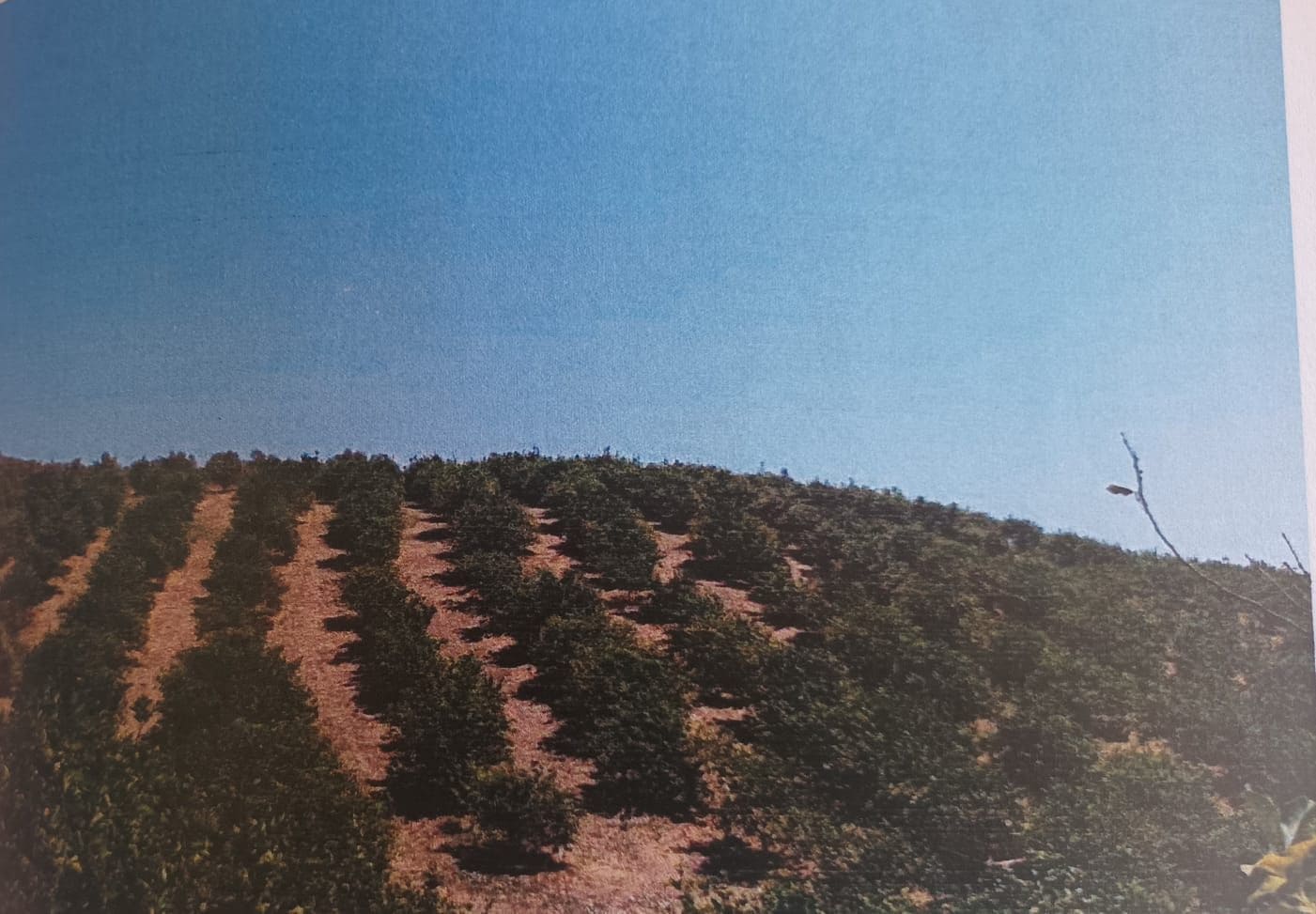 Undeveloped Land for sale in Alora - € 302,000 (Ref: 9450466)