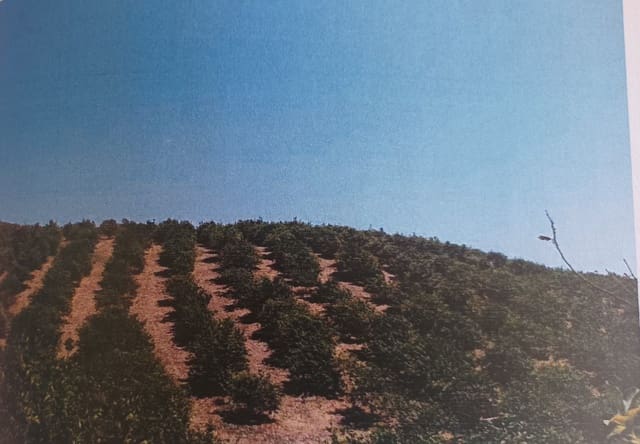 Terreno Non Edificato in vendita in Alora - 302.000 € (Rif: 9450466)