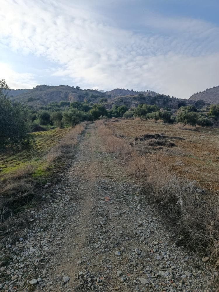 Terre non Aménagée à vendre à Alora - 212 000 € (Ref: 9456502)