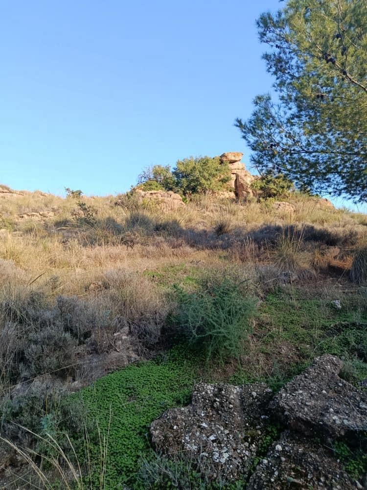 Terre non Aménagée à vendre à Alora - 212 000 € (Ref: 9456502)