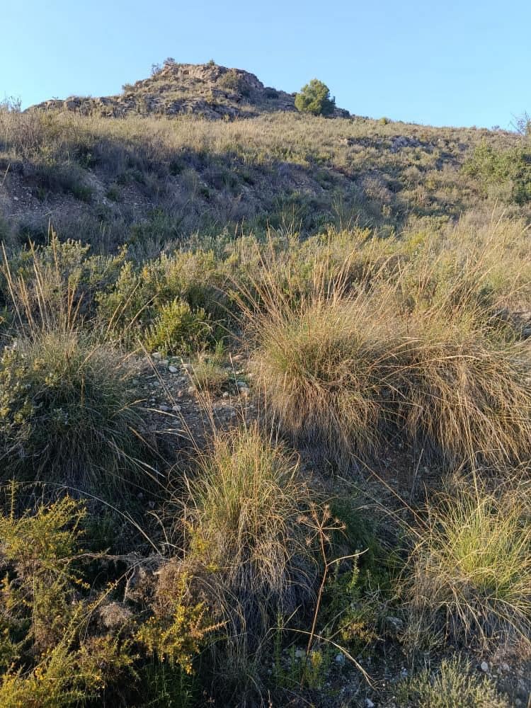 Terre non Aménagée à vendre à Alora - 212 000 € (Ref: 9456502)