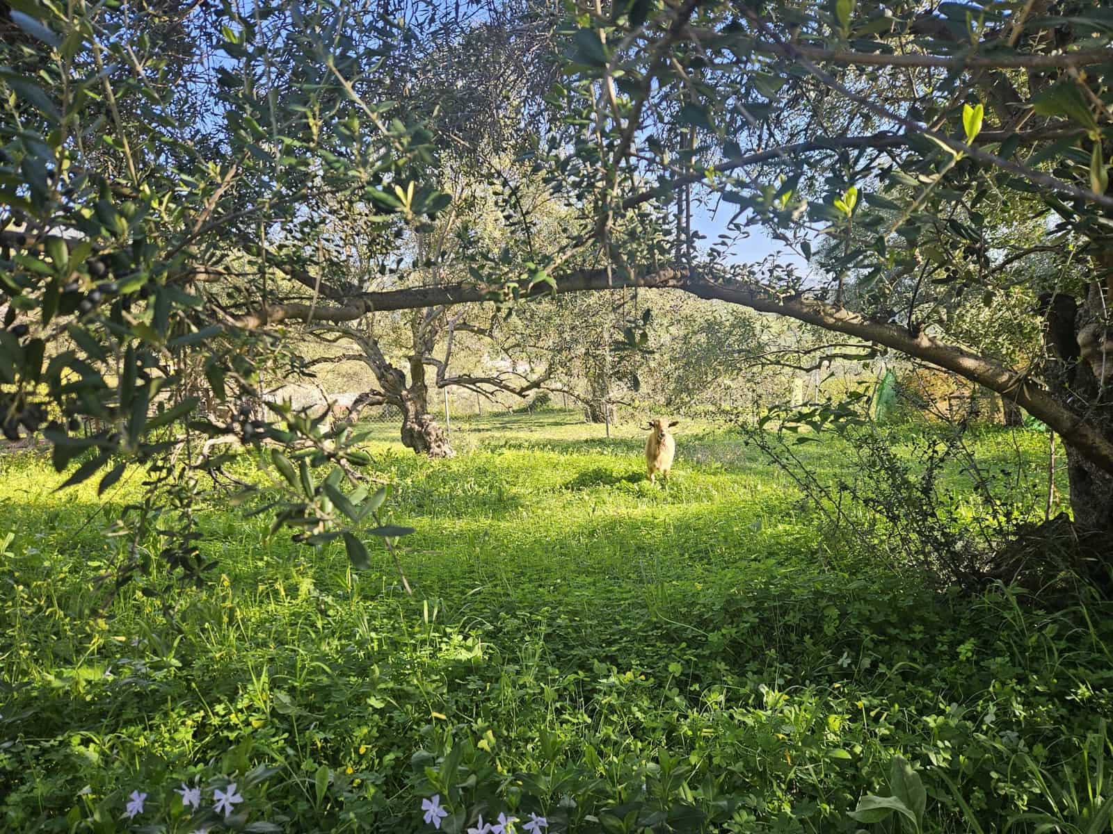 Mark till salu i Casarabonela - 80 000 € (Ref: 9679997)