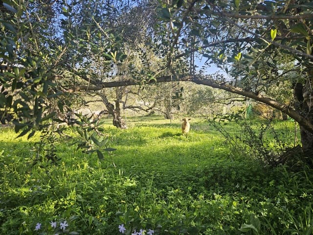 Landgrundstück zu verkaufen in Casarabonela - 80.000 € (Ref: 9679997)