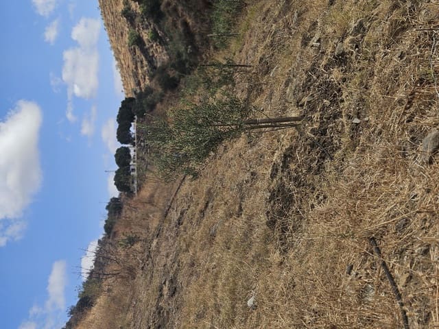 Landgrundstück zu verkaufen in Casarabonela - 55.000 € (Ref: 9702124)