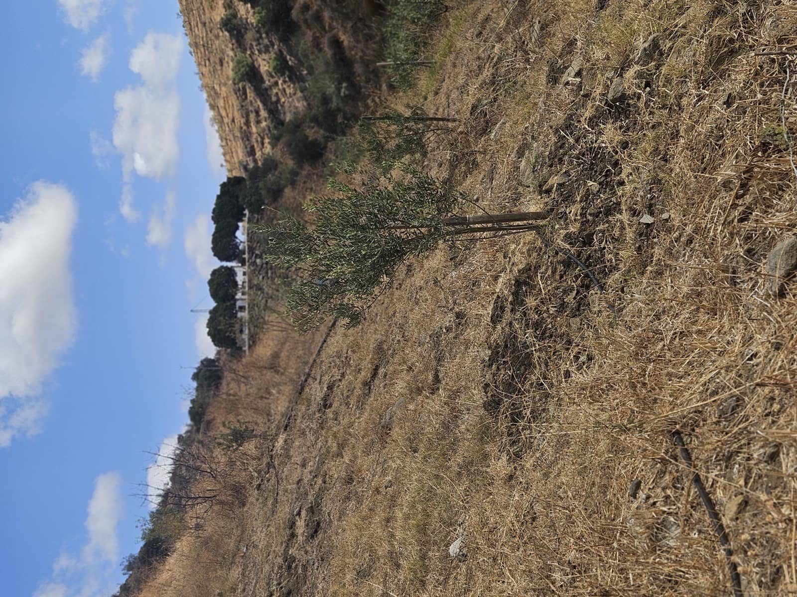 Terreno/Finca Rústica en Casarabonela en venta - 55.000 € (Ref: 9702124)