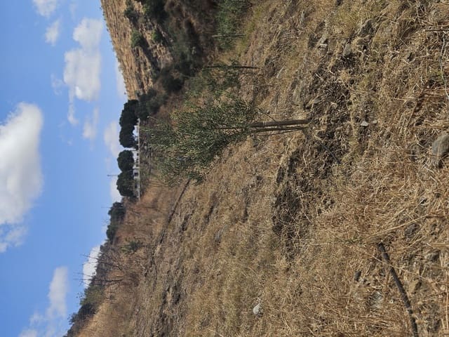 Mark till salu i Casarabonela - 55 000 € (Ref: 9702124)