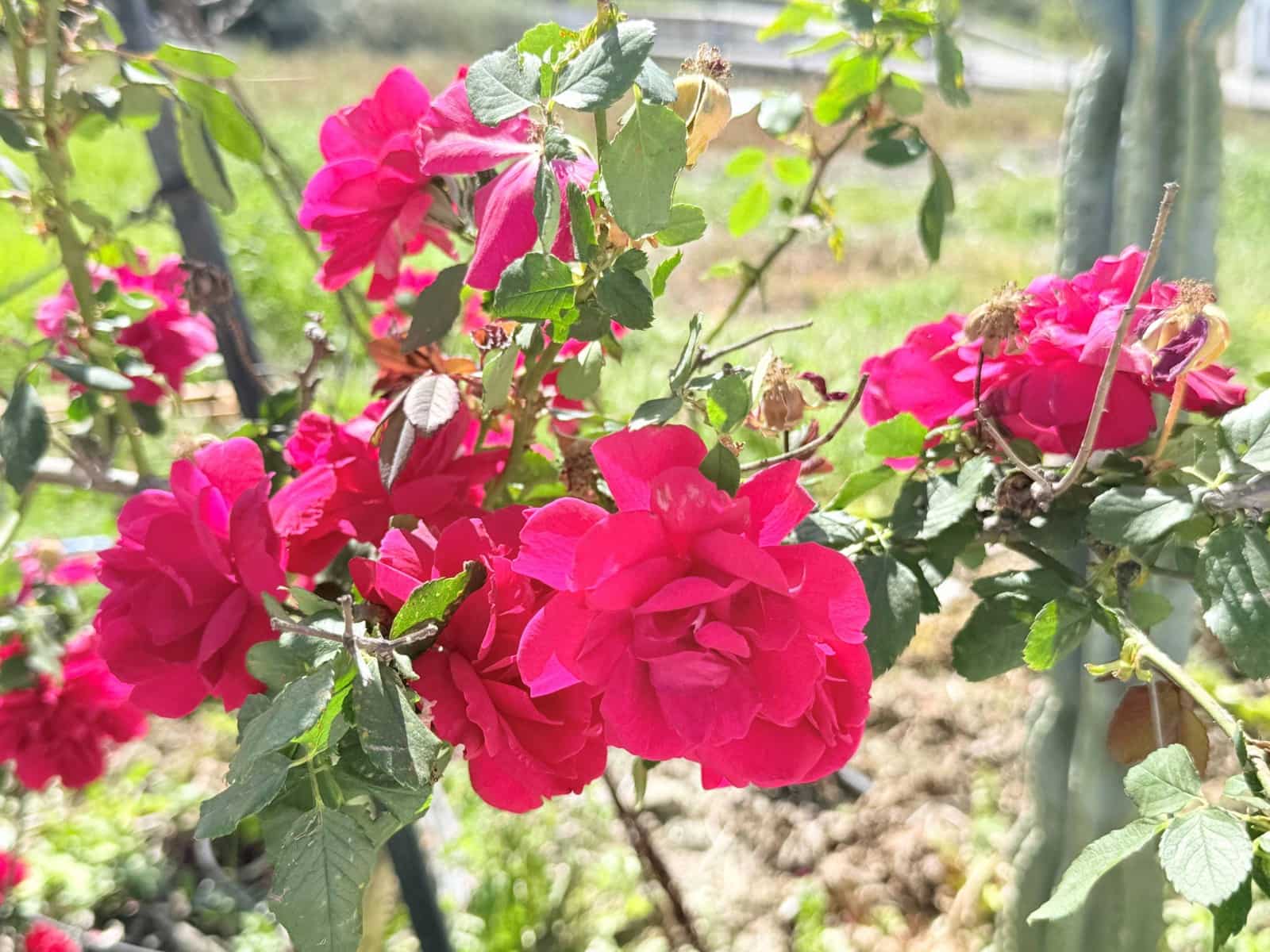 3 slaapkamer Finca/Landhuis te koop in Coin - € 310.000 (Ref: 9755940)