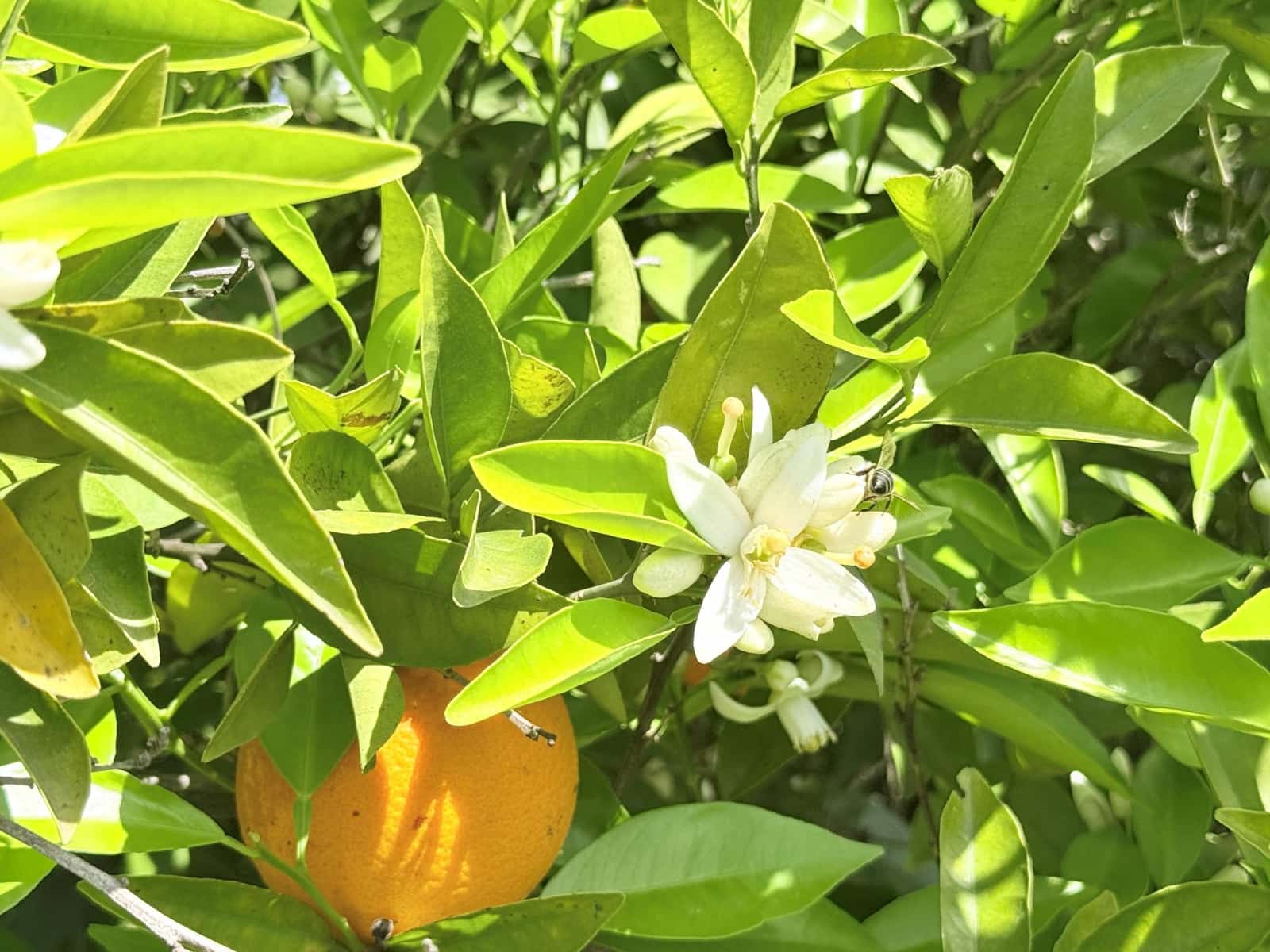 3 slaapkamer Finca/Landhuis te koop in Coin - € 310.000 (Ref: 9755940)