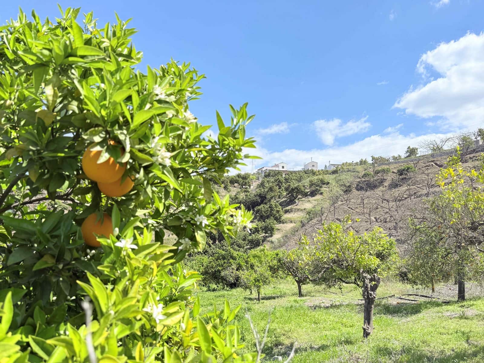 3 slaapkamer Finca/Landhuis te koop in Coin - € 310.000 (Ref: 9755940)