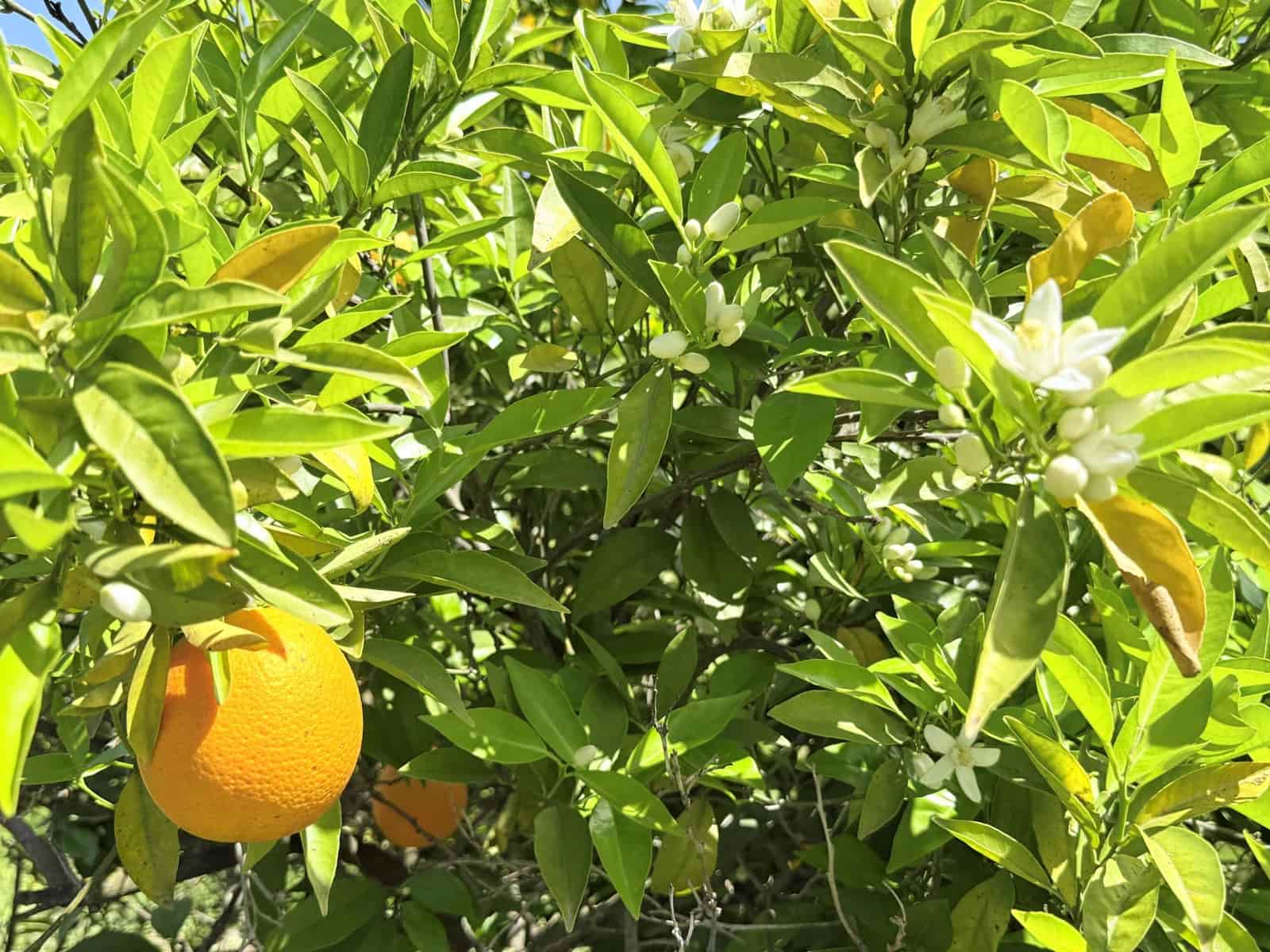 3 slaapkamer Finca/Landhuis te koop in Coin - € 310.000 (Ref: 9755940)