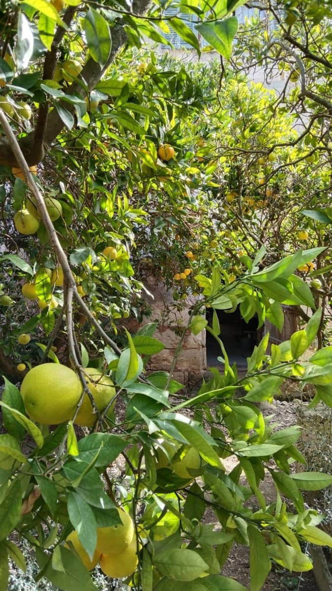 4 soverom Villa til salgs i Santa Margalida - € 1 500 000 (Ref: 3881487)