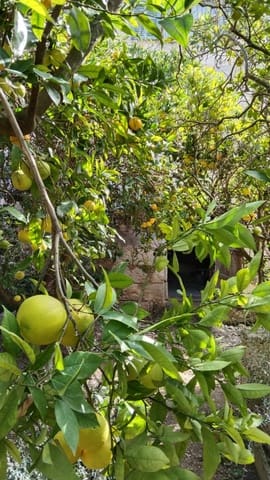 4 soverom Villa til salgs i Santa Margalida - € 1 500 000 (Ref: 3881487)