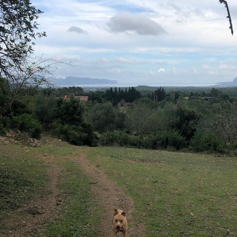 Villa til salgs i Pollensa / Pollenca - € 2 862 000 (Ref: 4454406)