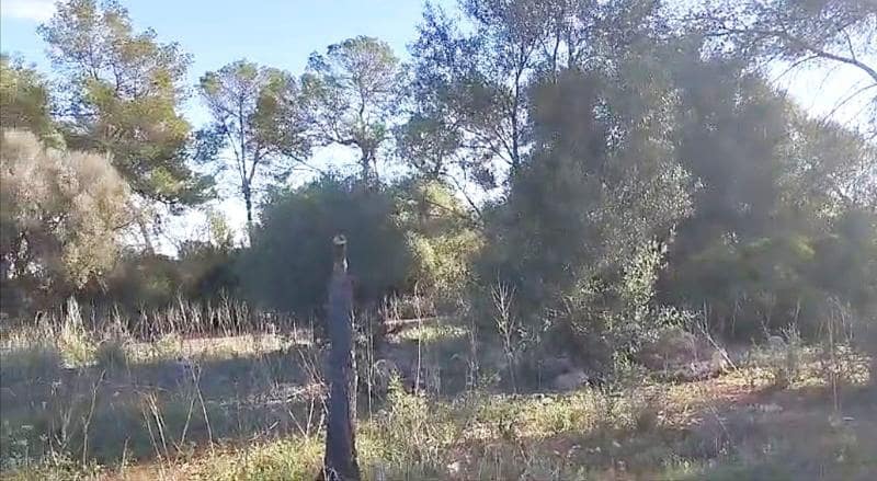 Byggegrund til salg i Sineu - € 320.000 (Ref: 8550176)