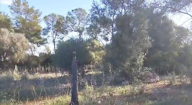 Building Plot for sale in Sineu - € 320,000 (Ref: 8550176)