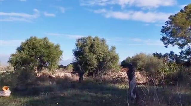 Building Plot for sale in Sineu - € 320,000 (Ref: 8550176)