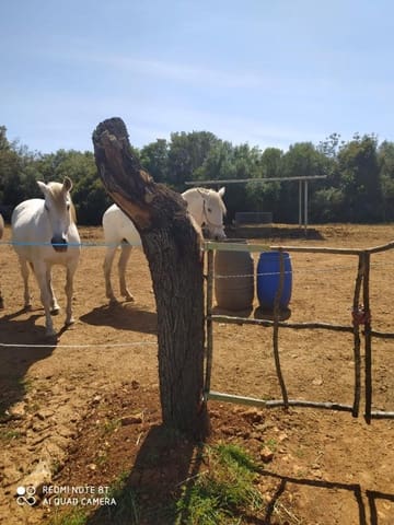 Building Plot for sale in Sineu - € 320,000 (Ref: 8550176)