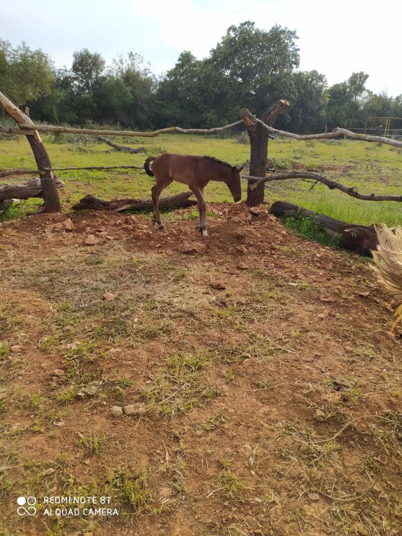 Byggegrund til salg i Sineu - € 320.000 (Ref: 8550176)