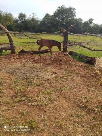 Building Plot for sale in Sineu - € 320,000 (Ref: 8550176)