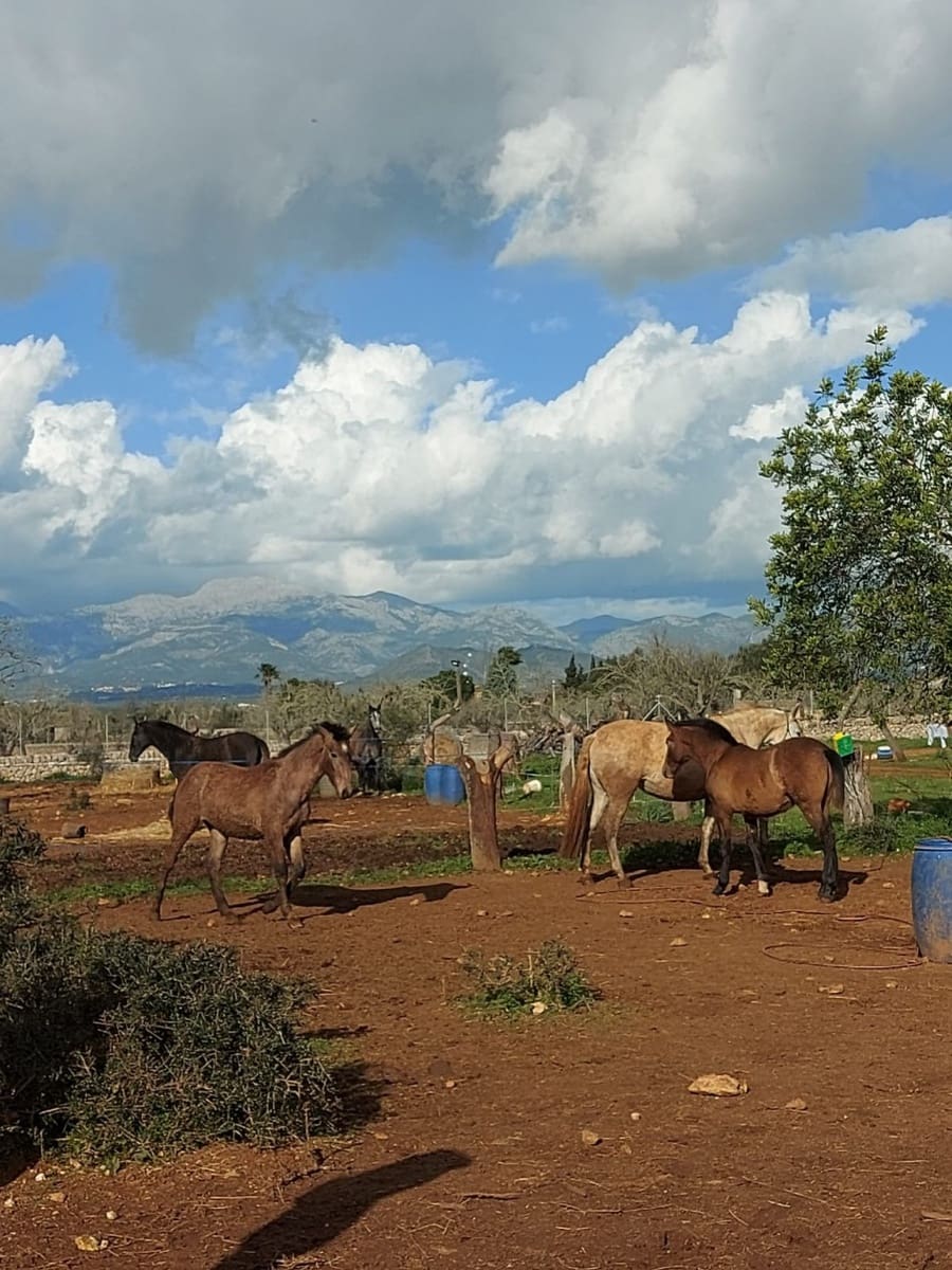 Building Plot for sale in Sineu - € 320,000 (Ref: 8550176)