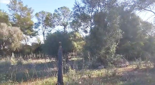 Tontti myytävänä paikassa Sineu - 320 000 € (Ref: 8550176)