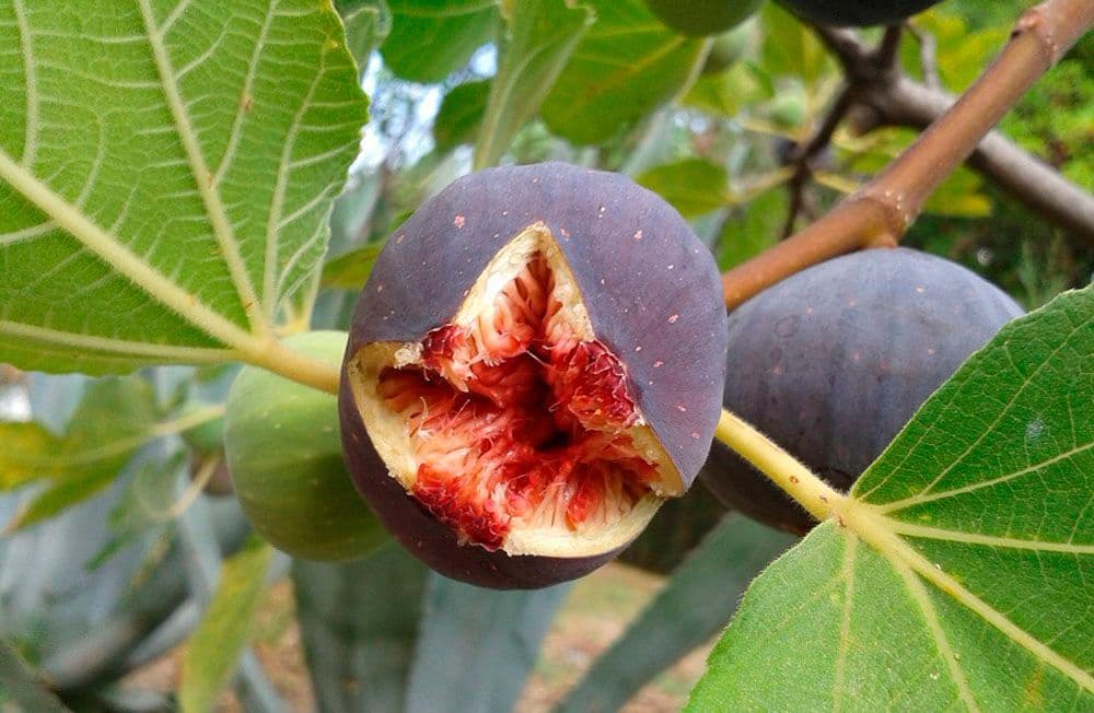 7 sypialnia Finka/Dom wiejski na sprzedaż w Otivar z basenem - 995 000 € (Ref: 6239312)