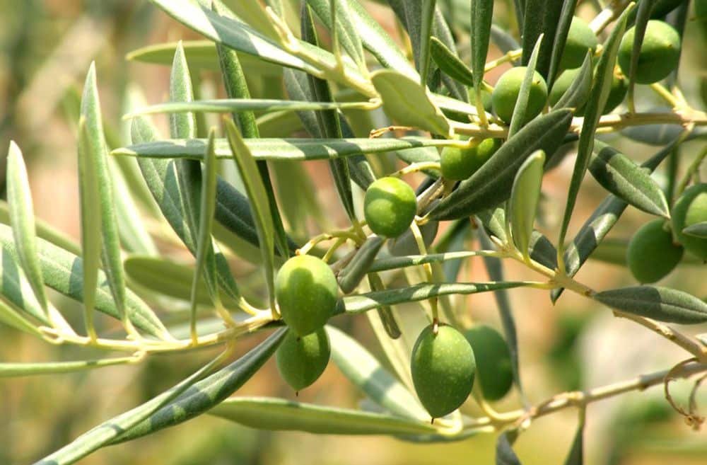 7 sypialnia Finka/Dom wiejski na sprzedaż w Otivar z basenem - 995 000 € (Ref: 6239312)