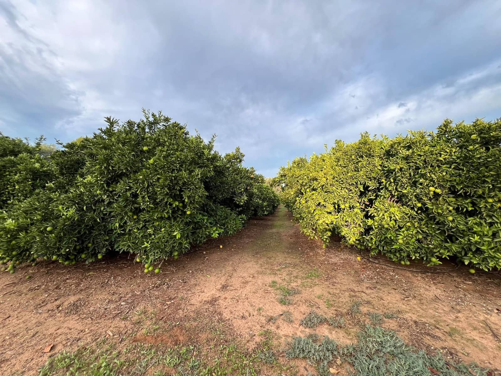 Grond te koop in Vilamarxant / Villamarchante - € 75.000 (Ref: 10183156)