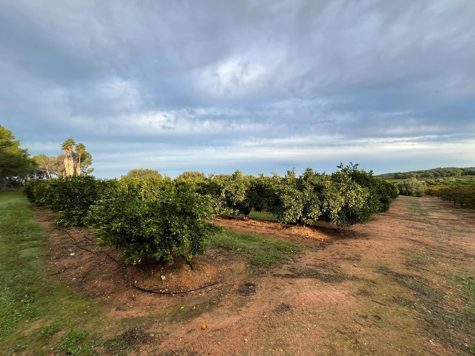 Grond te koop in Vilamarxant / Villamarchante - € 75.000 (Ref: 10183156)