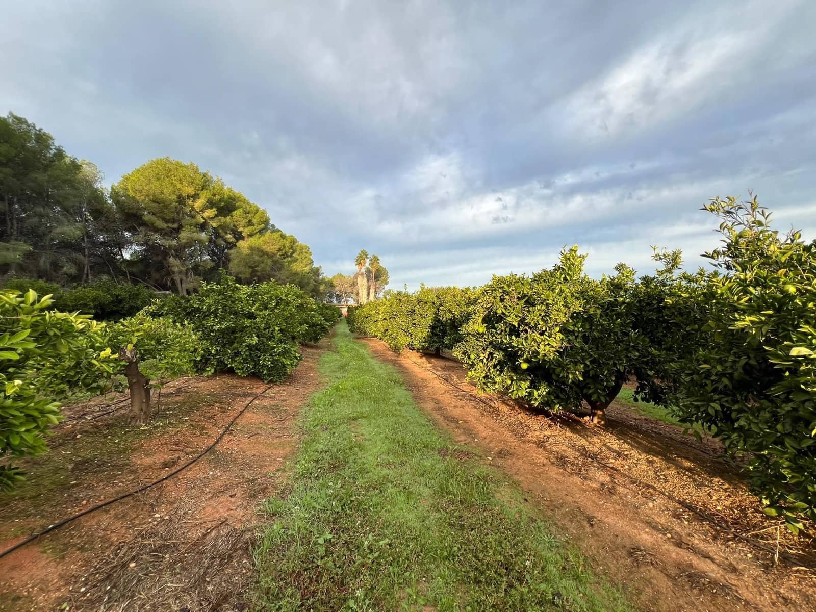 Grond te koop in Vilamarxant / Villamarchante - € 75.000 (Ref: 10183156)