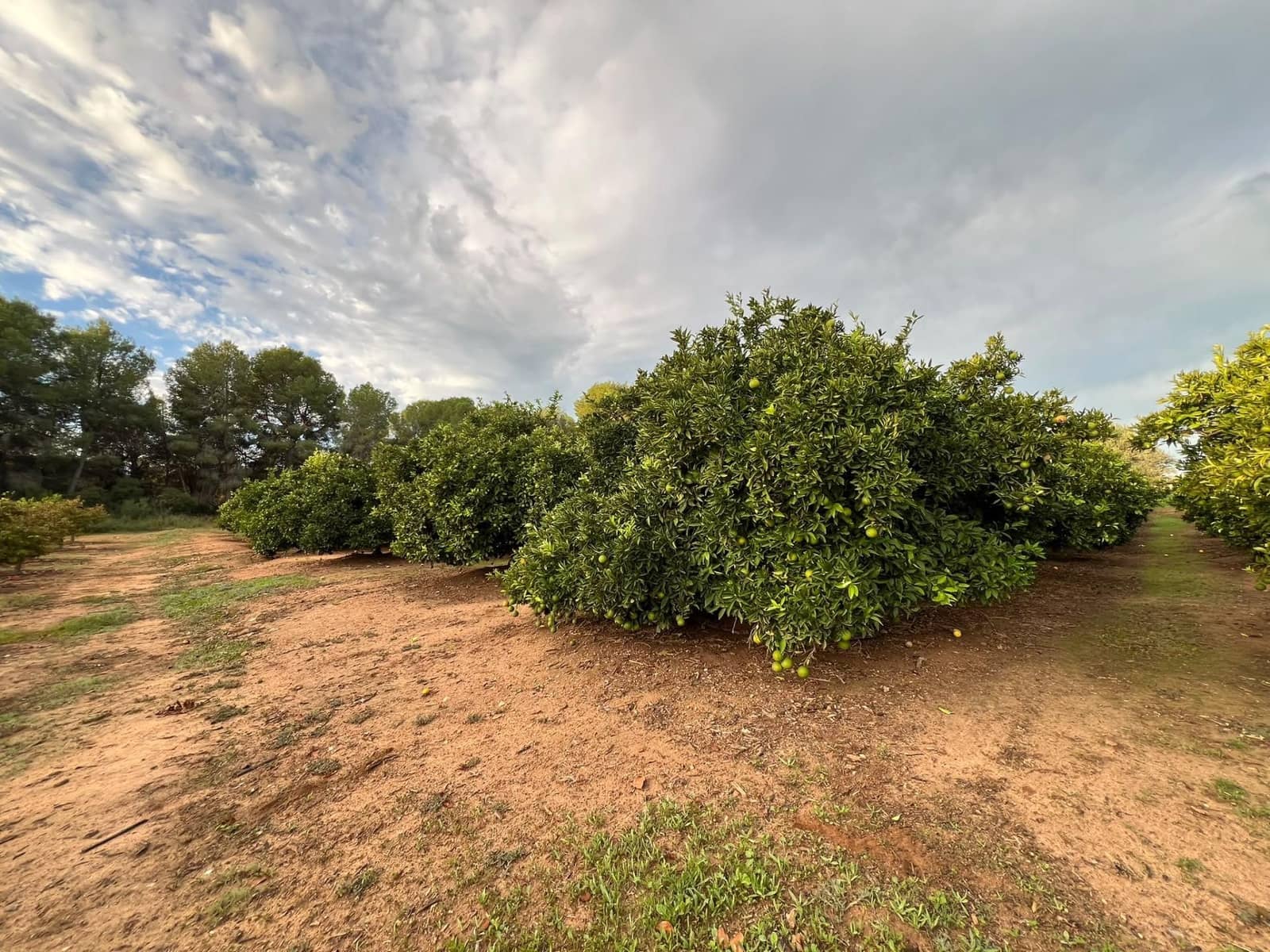 Grond te koop in Vilamarxant / Villamarchante - € 75.000 (Ref: 10183156)