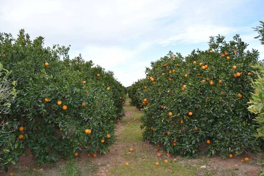 Finca/Casa di Campagna in vendita in Lliria - 282.300 € (Rif: 6162114)