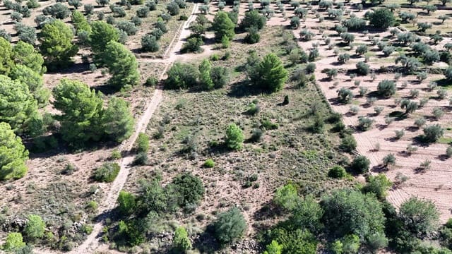 Grunde uden byggetilladelser til salg i Olocau - € 22.000 (Ref: 9341177)