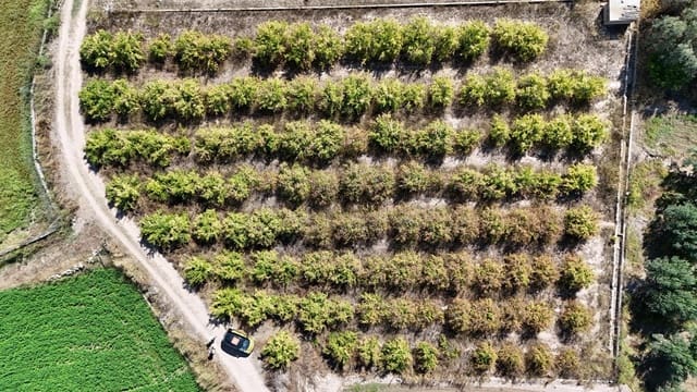 Undeveloped Land for sale in Llíria - € 8,000 (Ref: 9395972)