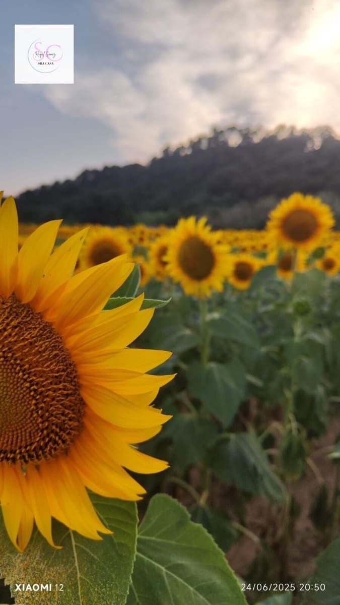 Adosado de 4 habitaciones en Sant Jordi Desvalls en venta con garaje - 398.000 € (Ref: 9438058)