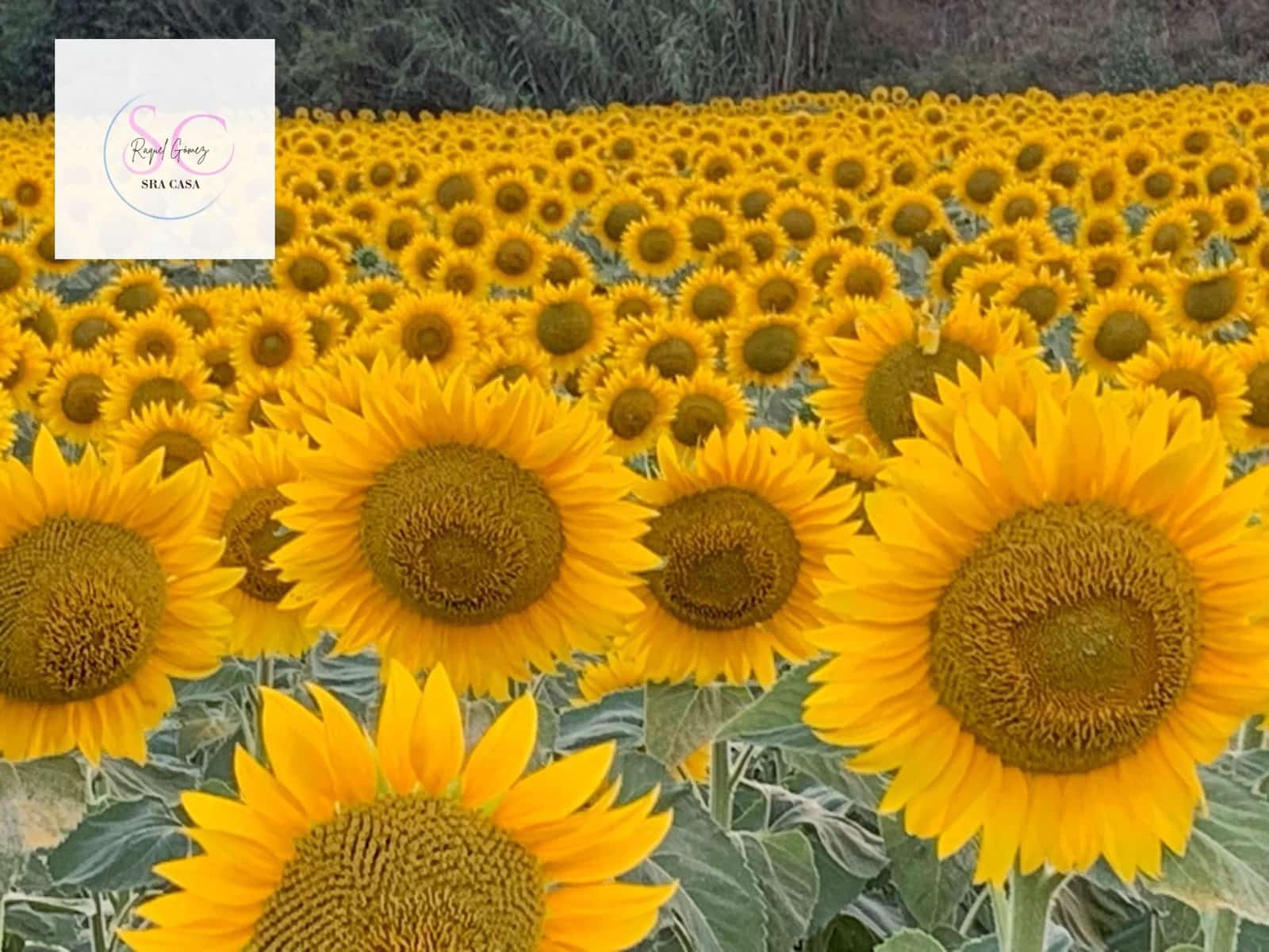 Adosado de 4 habitaciones en Sant Jordi Desvalls en venta con garaje - 398.000 € (Ref: 9438058)