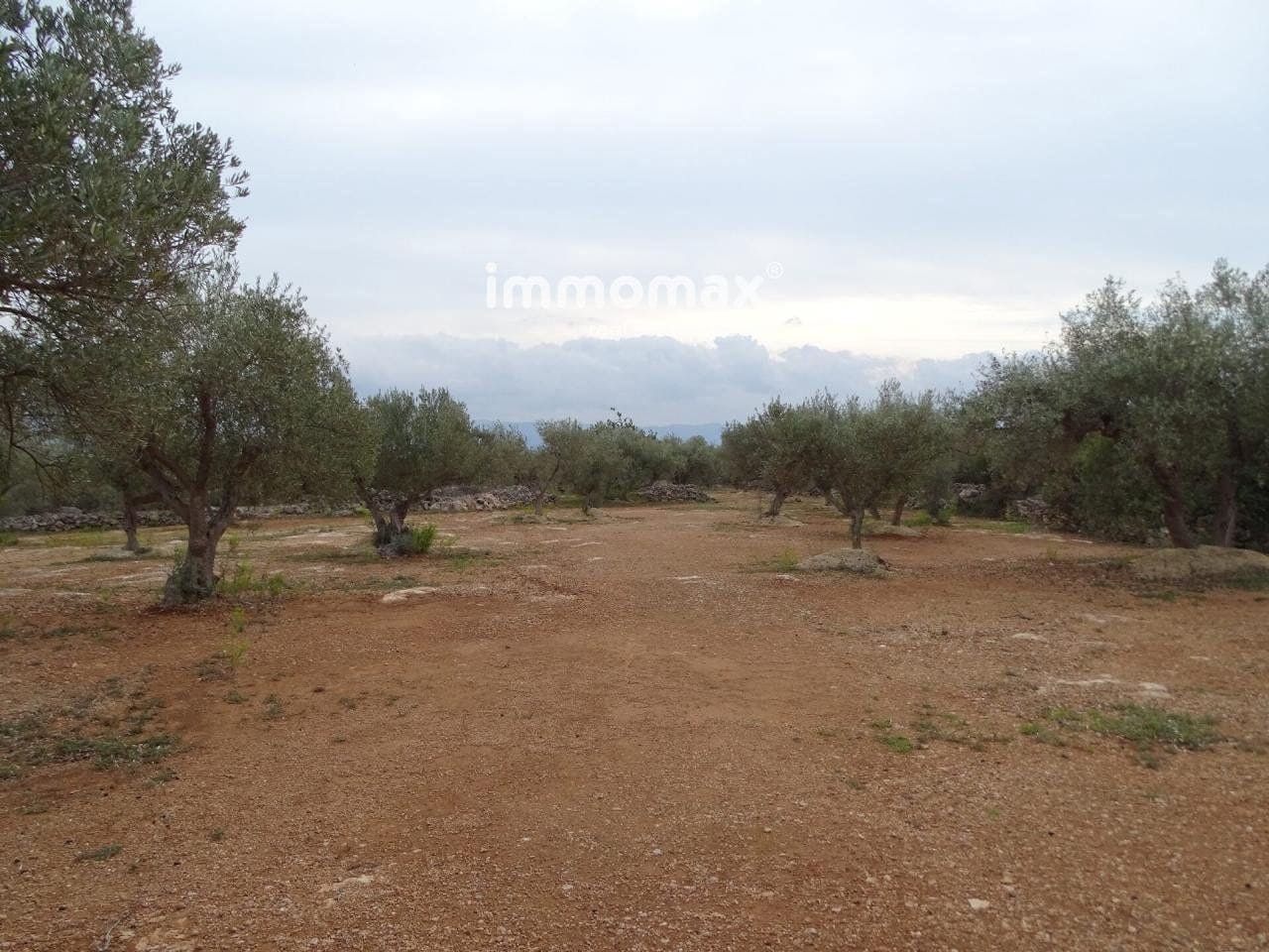 Undeveloped Land for sale in Xerta - € 66,000 (Ref: 8050286)
