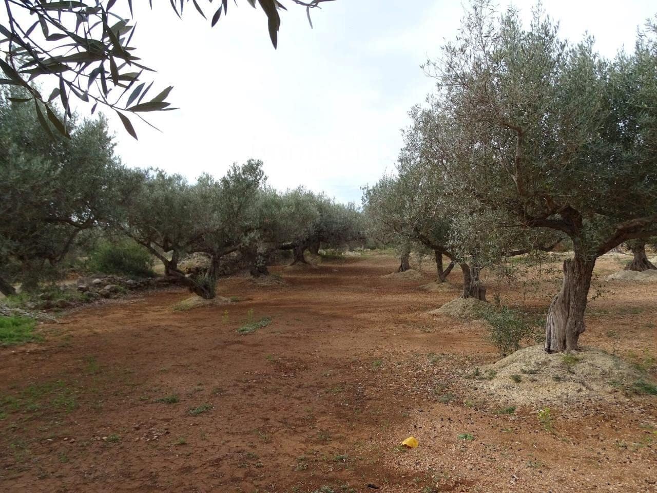 Undeveloped Land for sale in Xerta - € 66,000 (Ref: 8050286)