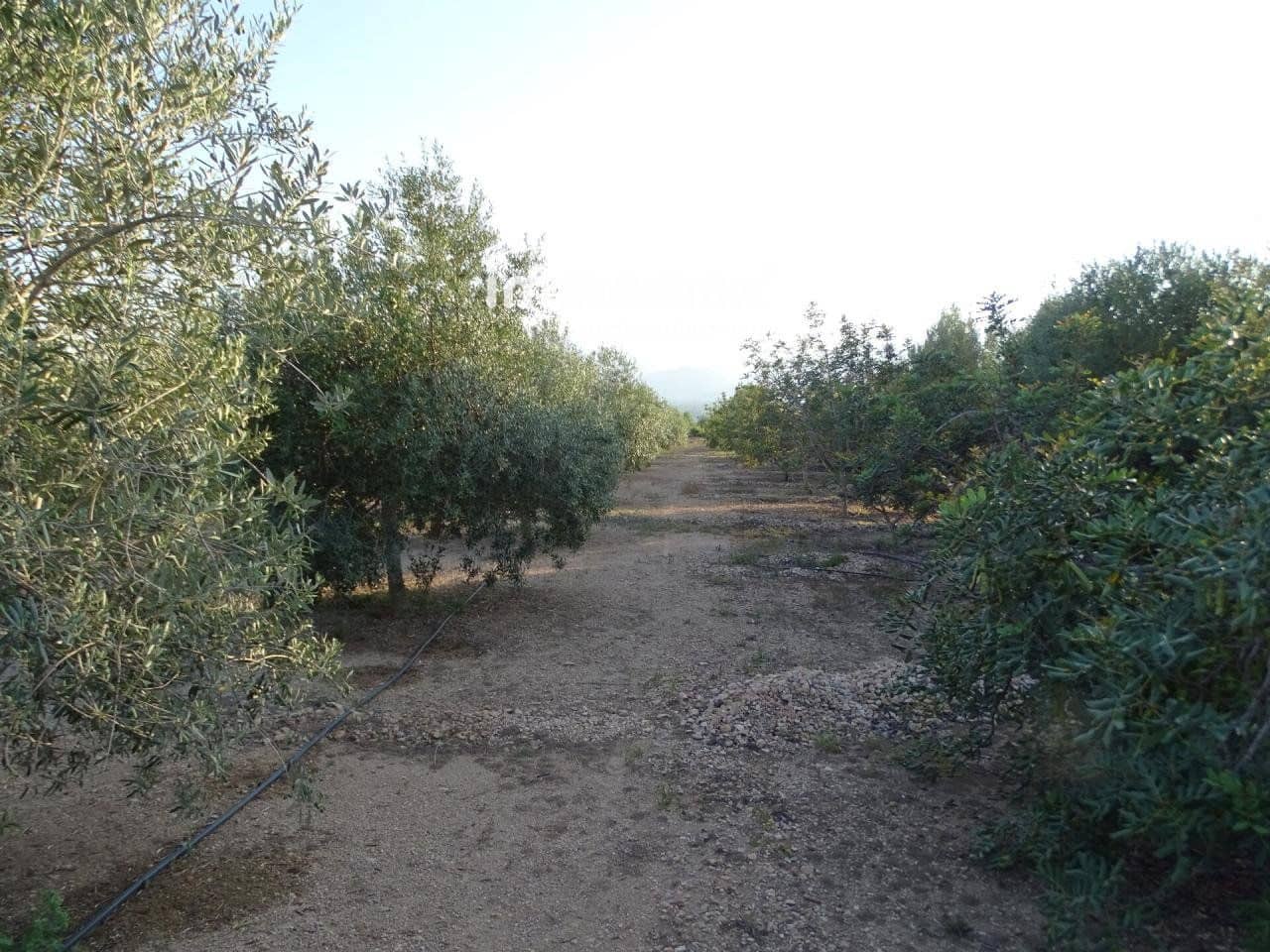 Grunde uden byggetilladelser til salg i Bitem - € 26.000 (Ref: 8050332)