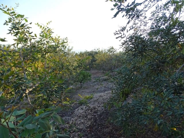 Undeveloped Land for sale in Bitem, Tortosa - € 26,000 (Ref: 8050332)