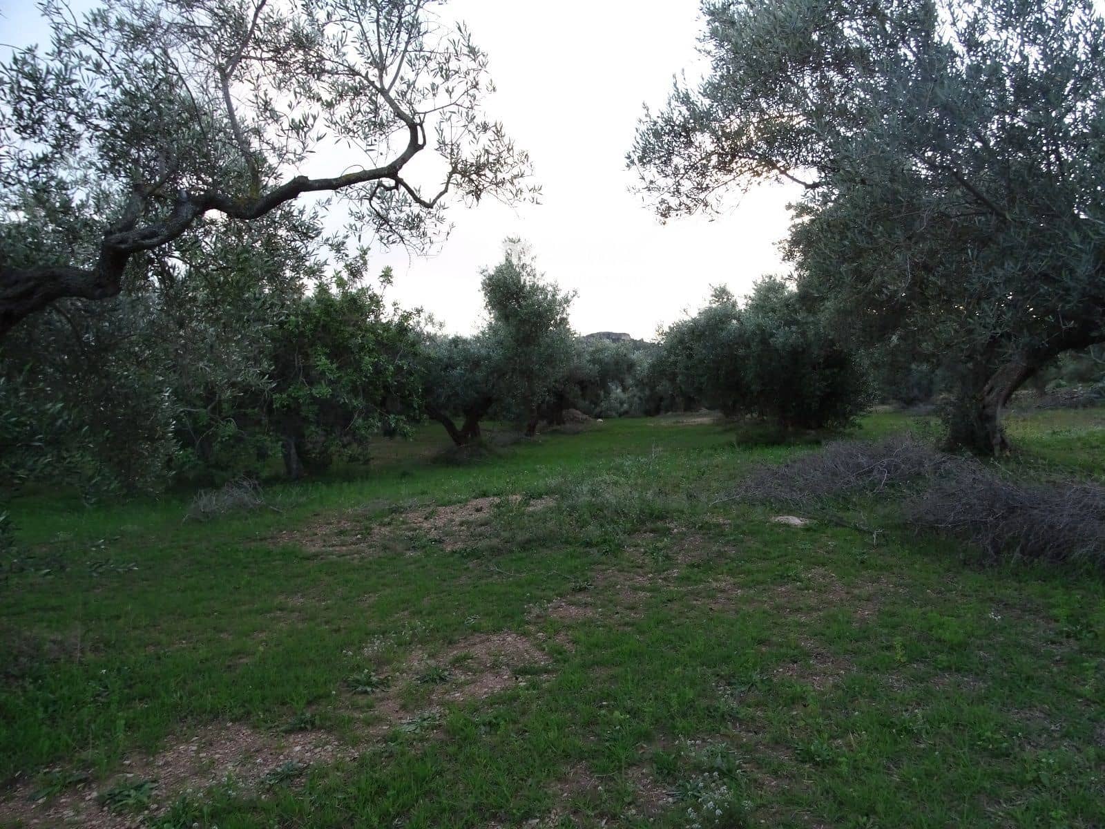 Terre non Aménagée à vendre à Xerta - 36 000 € (Ref: 8172124)