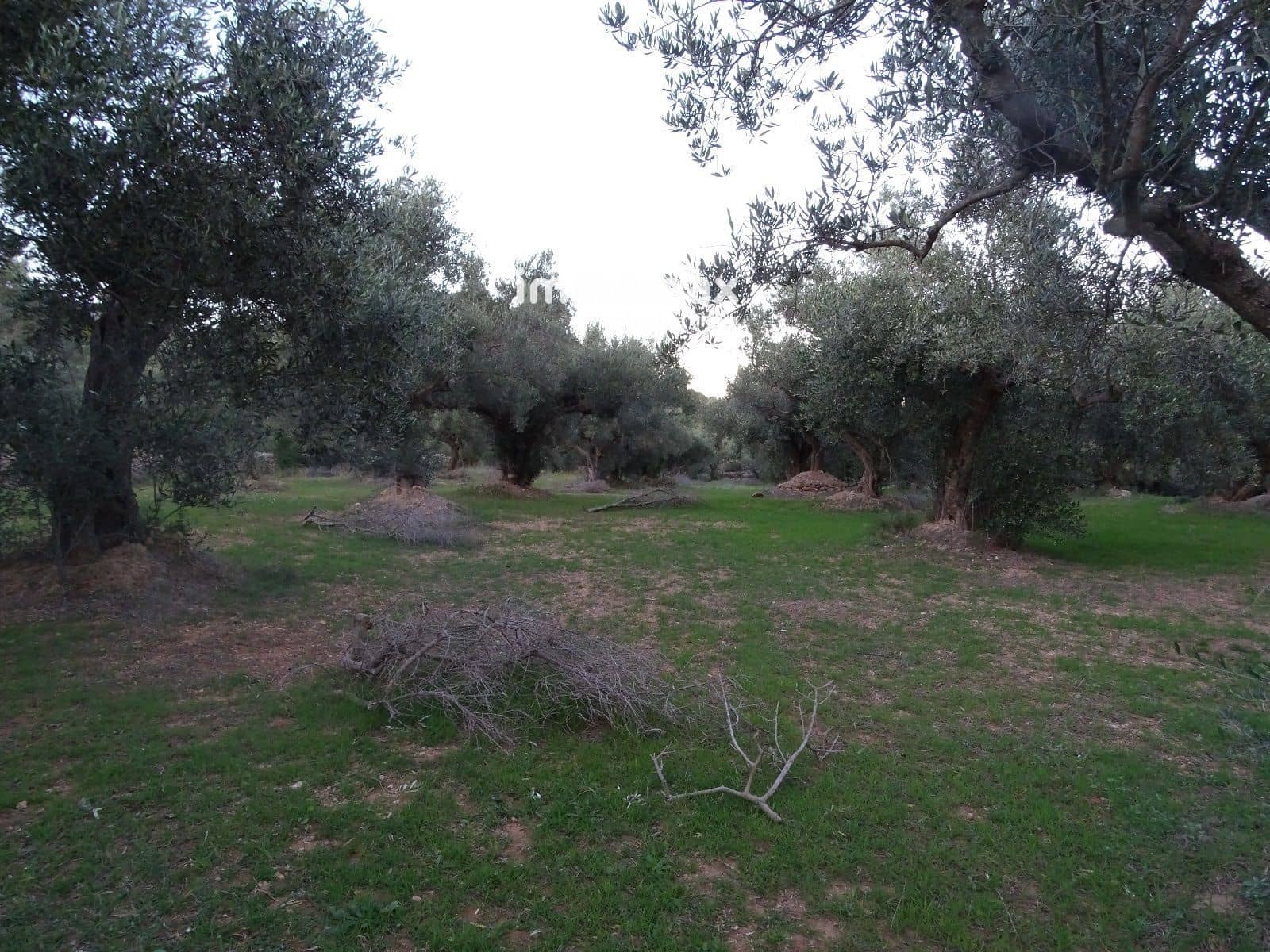 Terre non Aménagée à vendre à Xerta - 36 000 € (Ref: 8172124)