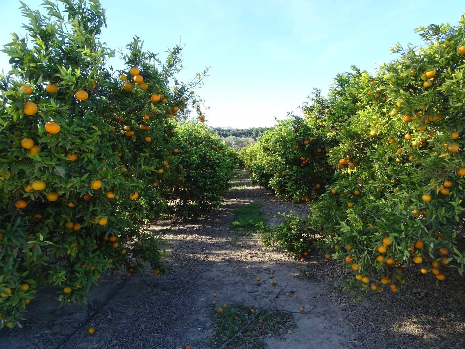 1 soveværelse Villa til salg i Bitem med swimmingpool - € 126.000 (Ref: 8174221)