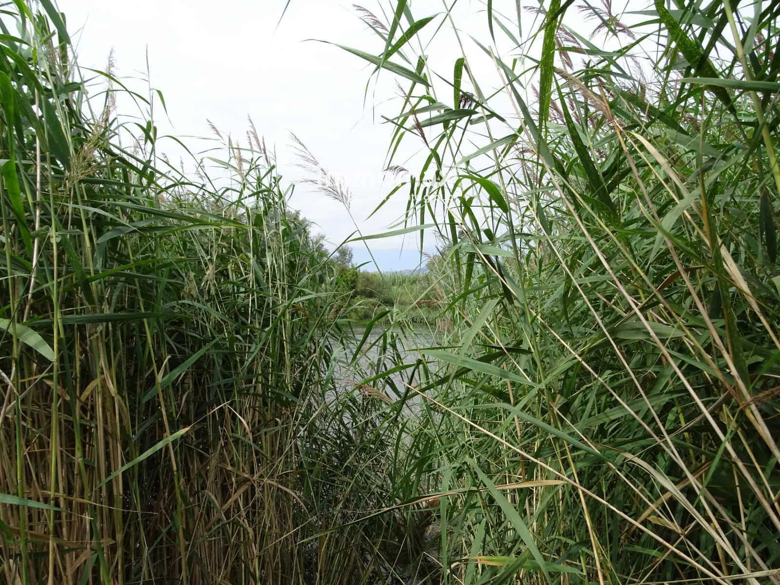 Grunde uden byggetilladelser til salg i Bitem - € 110.000 (Ref: 8489446)