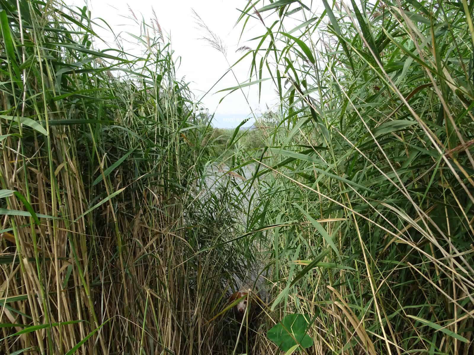 Grunde uden byggetilladelser til salg i Bitem - € 110.000 (Ref: 8489446)