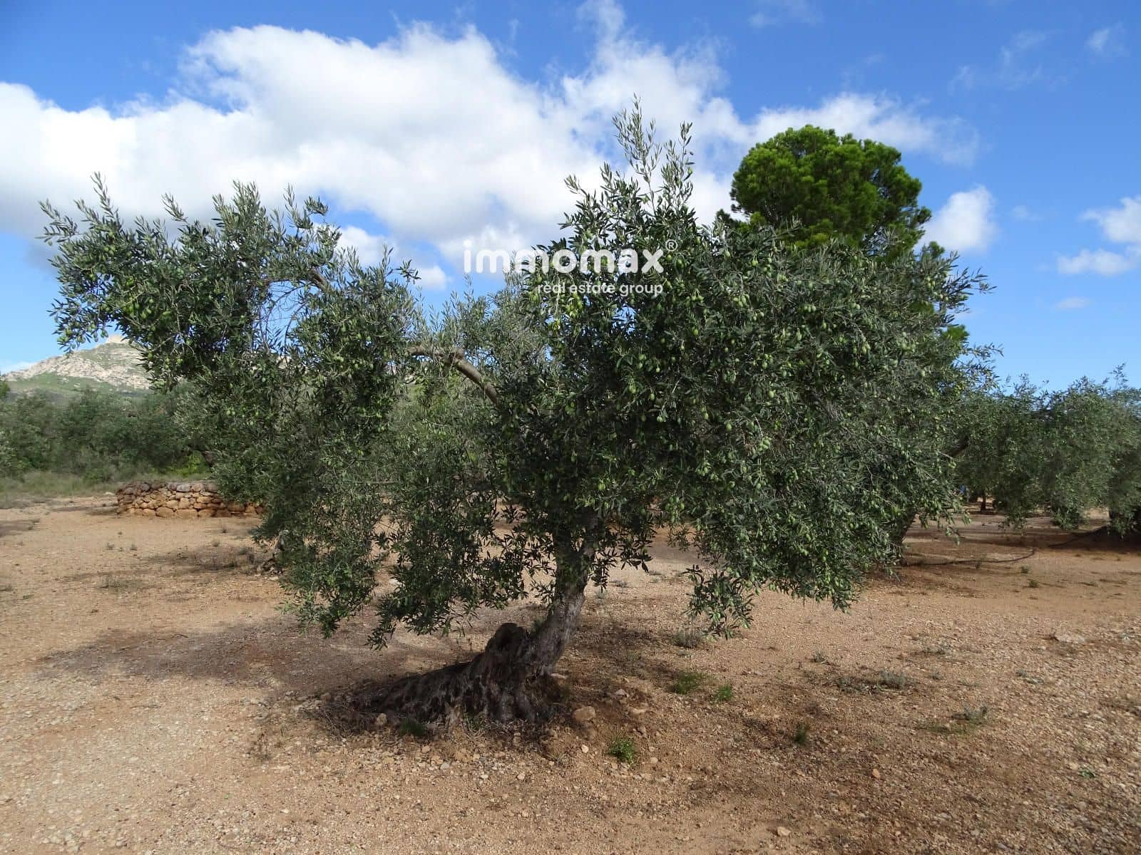 Ubebygd land til salgs i Xerta - € 66 000 (Ref: 8609315)