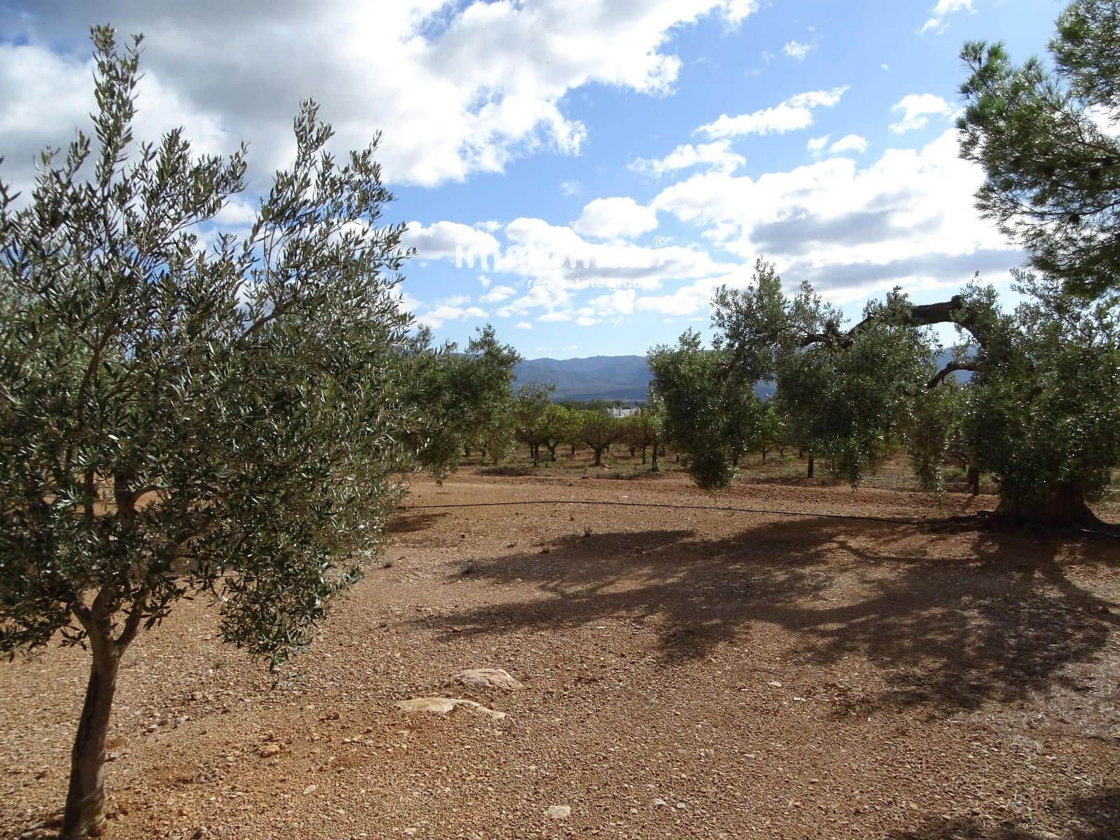 Ubebygd land til salgs i Xerta - € 66 000 (Ref: 8609315)