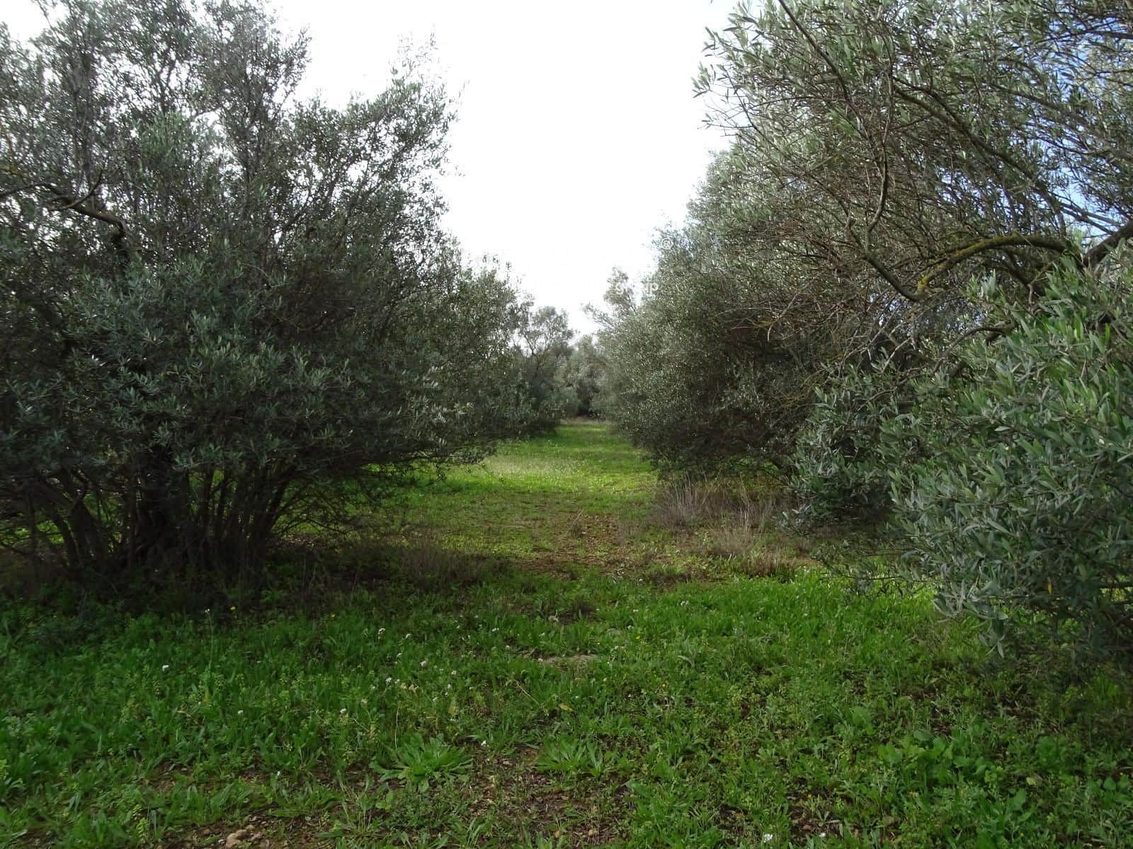 Grunde uden byggetilladelser til salg i Xerta - € 106.000 (Ref: 8695666)