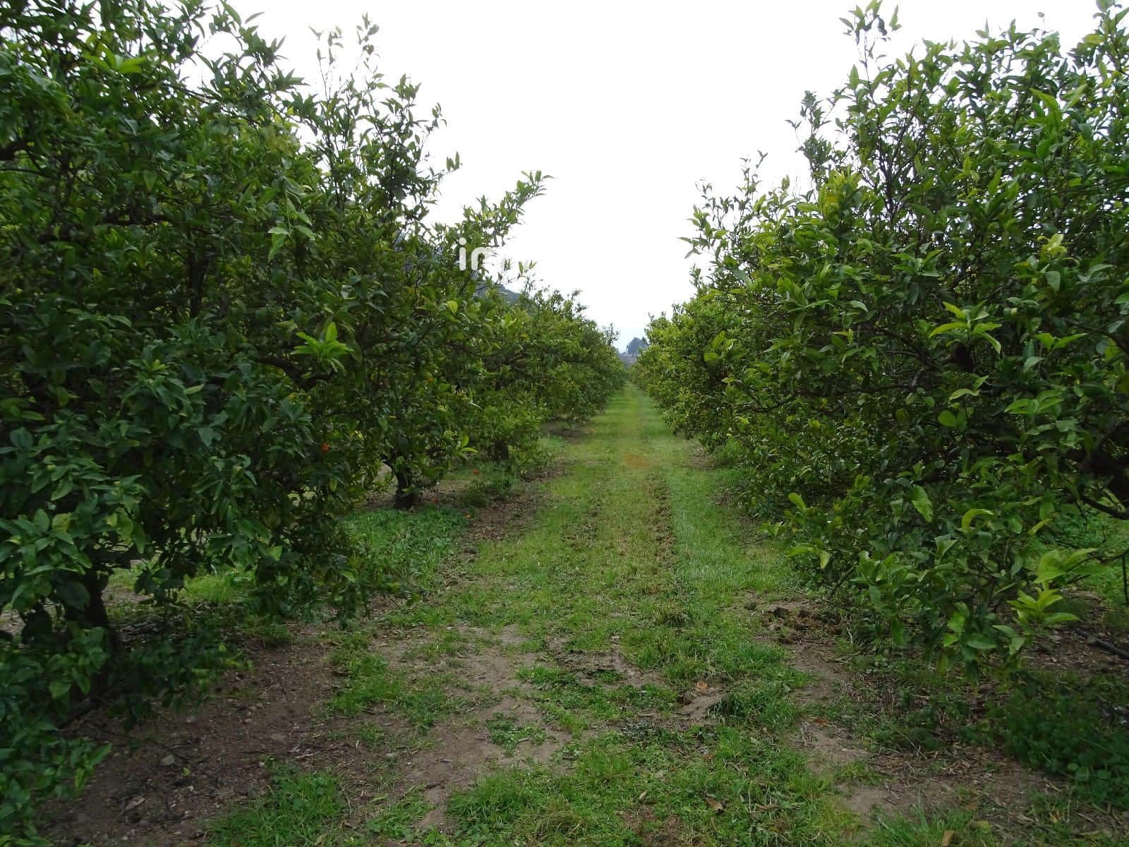 Grunde uden byggetilladelser til salg i Benifallet - € 81.000 (Ref: 9013085)